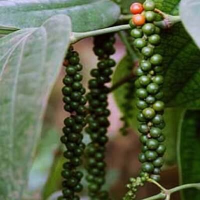 Health Benefits in Black Pepper Botanical Name Piper Nigrum