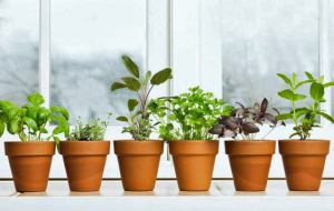Herb Home Plants