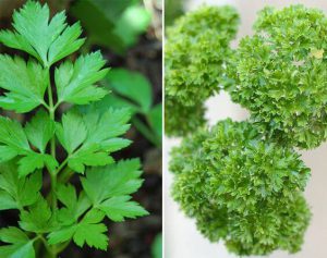 Flat leaf and Curly Leaf Parsley