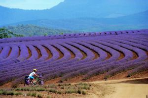 Lavender Farm in Tasmania Australia shows person working in the fields