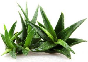 Native Americans call Aloe Vera “The Wand of Heaven”; Egyptians called it “The plant of immortality” 