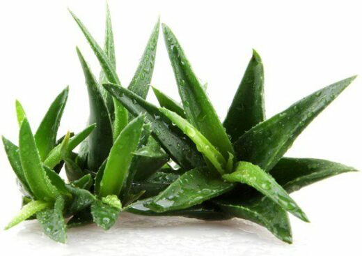 Health Benefits of Aloe-Vera