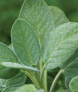 Health Benefits of Sage