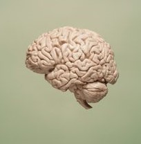 Brain Function 