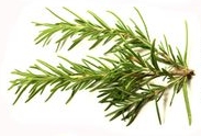 Health Benefits of the Culinary Herb Rosemary