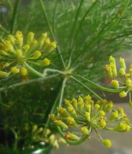 Fennel Seeds