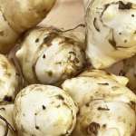 Sunchokes or Jerusalem artichokes