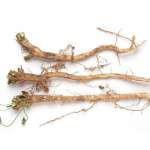 Raw Chicory Root