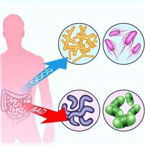 image of digestive systems with the good bacteria in the body.