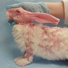 Animal testing is so cruel