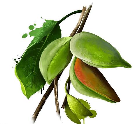 Kakadu Plum Kakadu Plum